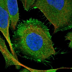 SYNC Antibody, Novus Biologicals:Antibodies:Primary Antibodies